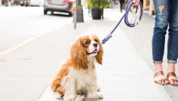 Designová vodítka Hound pro páníčky, kteří potřebují ladit se svými pejsky