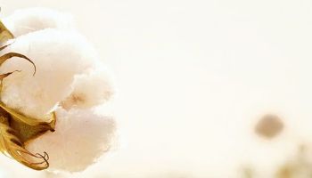 NON TOXIC: Proč kupovat bio bavlnu?