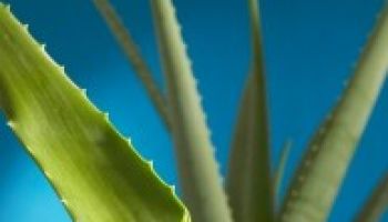 Zázračně dokonalá aloe vera vyléčí skoro vše