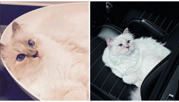 Choupette Lagerfeld má svůj osobní fén