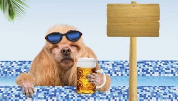 Pivo pro vašeho psa... ne pro vás!