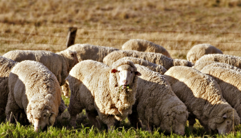 Co když se opravdu ubližuje ovcím kvůli vlně?