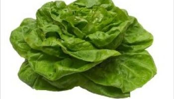 Hlávkový salát je velice bohatý na vitamíny i na minerály