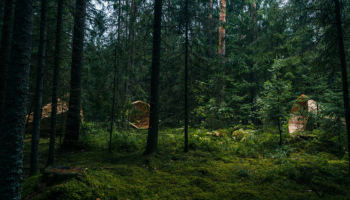 Dřevěná instalace uprostřed estonského lesa přináší hudební zážitek