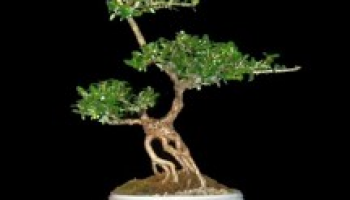 Miniaturní krásky přírody – bonsaje