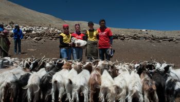 Tomáš Přichystal: Kozy pro tibetské nomády jsou jako pro nás peníze v bance