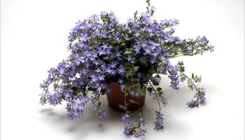 Zamilujte si zvonky Campanula Addenda: hodí se do moderních zahradních a balkonových kompozic!