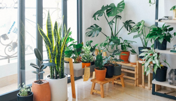 Pokojové rostliny jsou nejen stylová dekorace