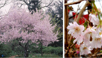 Kráska slivoň chloupkatá kvete od podzimu do jara a dodá vaší zimní zahradě nádech jarní krásy!