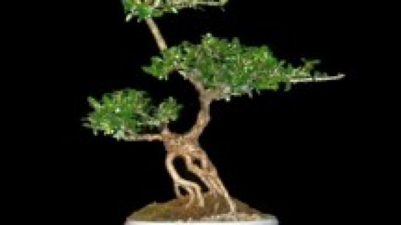 Miniaturní krásky přírody – bonsaje