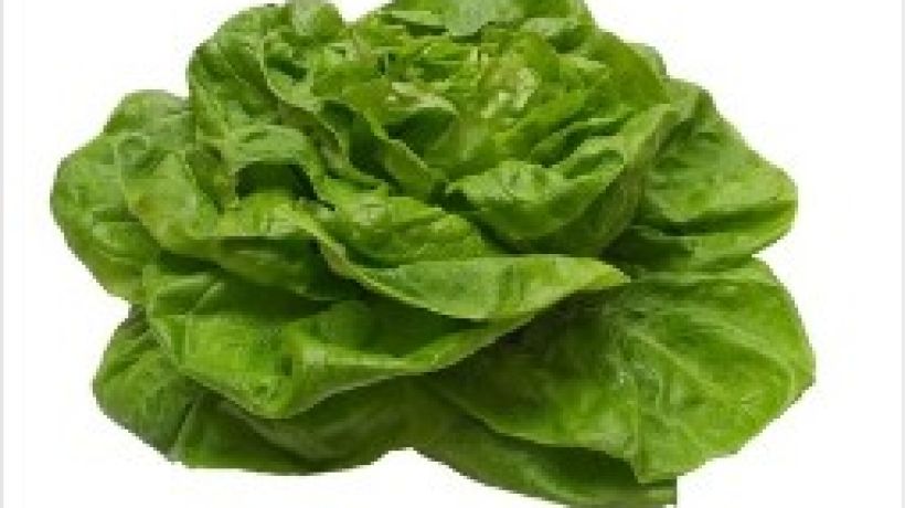 Hlávkový salát je velice bohatý na vitamíny i na minerály