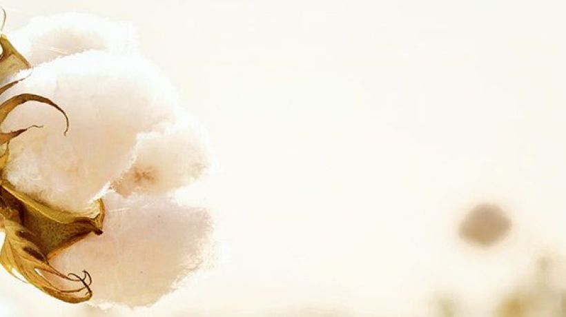 NON TOXIC: Proč kupovat bio bavlnu?