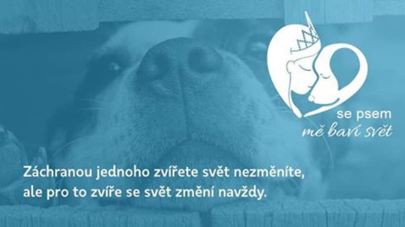 Česká Miss podpoří psí organizaci