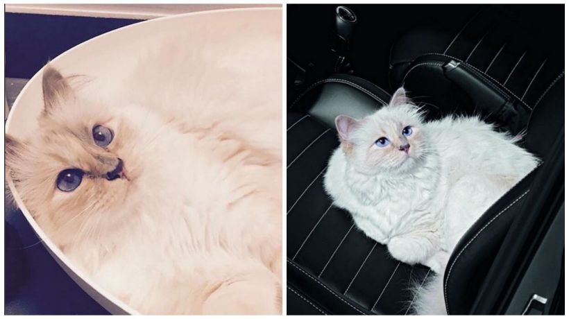 Choupette Lagerfeld má svůj osobní fén