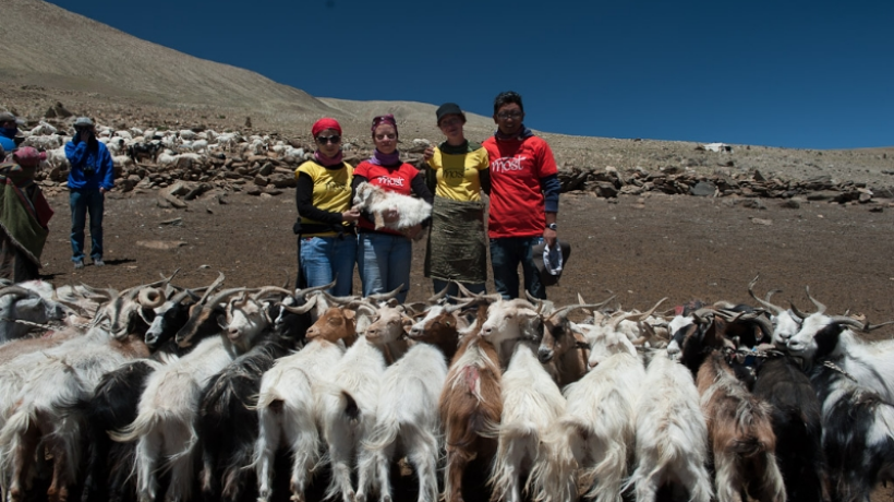 Tomáš Přichystal: Kozy pro tibetské nomády jsou jako pro nás peníze v bance
