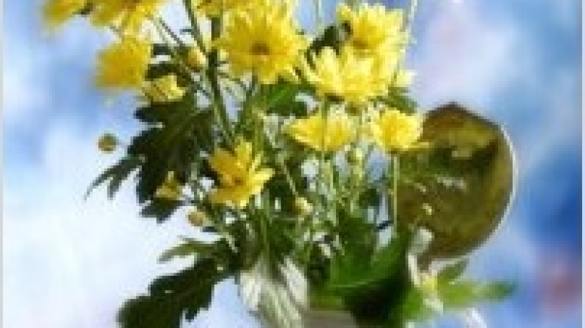 Chryzantémy – květiny podzimu