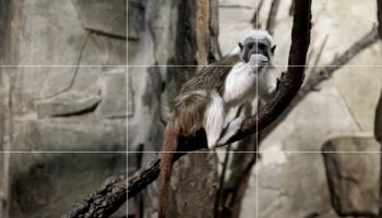 Foto tip Honzy Kováče: Vyšvihněte své fotky mobilem na daleko lepší úroveň díky kompozičním kouzlům