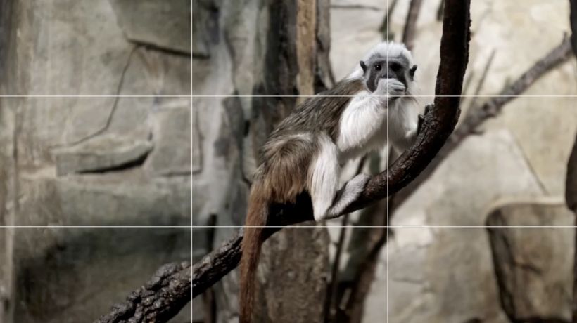 Foto tip Honzy Kováče: Vyšvihněte své fotky mobilem na daleko lepší úroveň díky kompozičním kouzlům