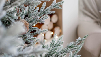 Jak na krásný stromeček v pěti krocích