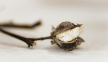 Nová bavlna z laboratoře? Udržitelná móda míří do nové éry