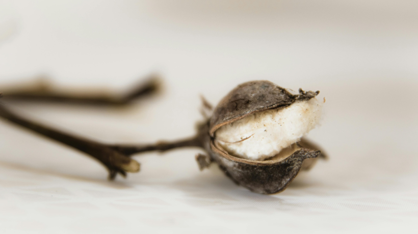 Nová bavlna z laboratoře? Udržitelná móda míří do nové éry