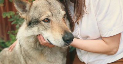 Sarah Haváčová / foto: Petr Kozlík / se svolením Psí šance z.s.